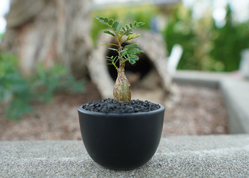 沖縄実生株】センナ メリディオナリス Senna meridionalis No.2