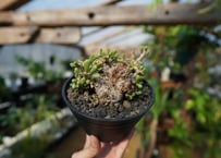 ボスウェリア ソコトラナ × ナナ 沖縄実生 | mana's green:塊根 ボスウェリア ソコトラナ × ナナ 沖縄実生 | mana's green:塊根