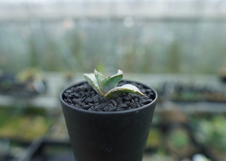 アガベ　チタノタ　ホワイトアイス 　agave titanota whiteice