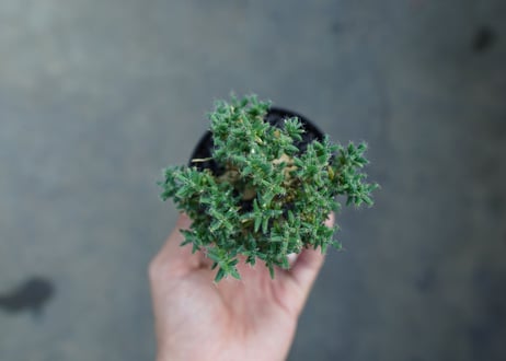 トリコディアデマ ステラツム　Trichodiadema stellatum  No.1