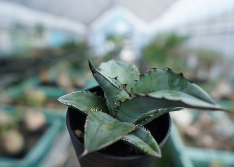 アガベ　チタノタ　ブルー　Agave Titanota Blue　No.3