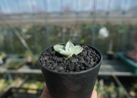 アガベ　パリー　トランカータ　Agave parryi var. truncata