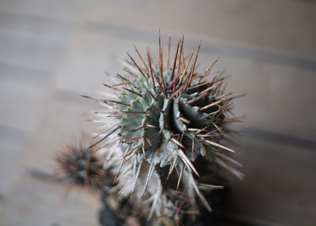 ユーフォルビア　強棘ホリダ 　Euphorbia horrida