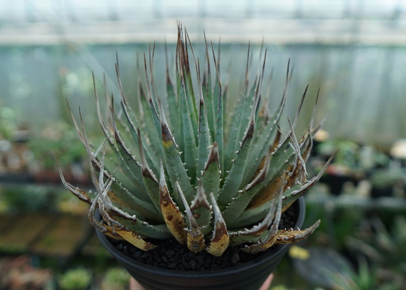 アガベ ユタエンシス Agave uthaensis No.4 | mana's farm:塊