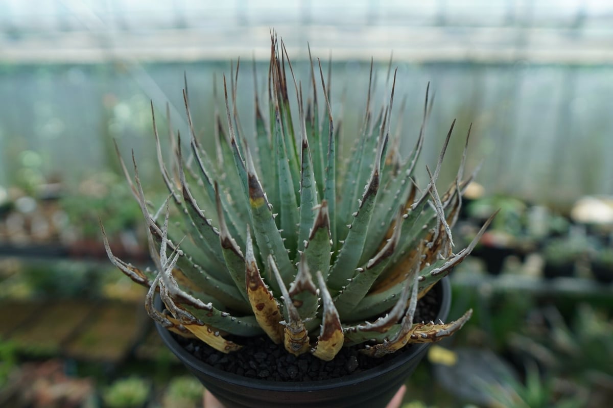 アガベ ユタエンシス Agave uthaensis No.4 | mana's farm:塊