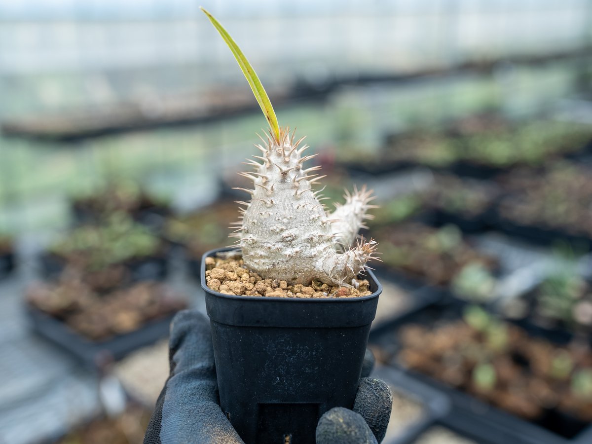 パキポディウム グラキリス 開花済み パキポディウム グラキリス 沖縄実生 | mana's farm:塊根植物・アガベ