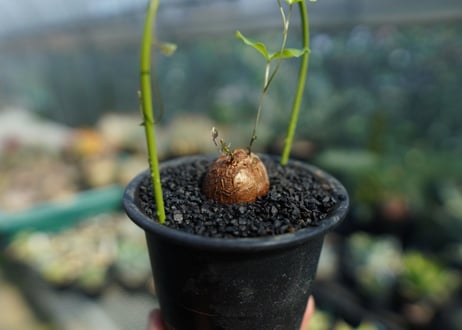 亀甲竜　Dioscorea elephantipes No.1
