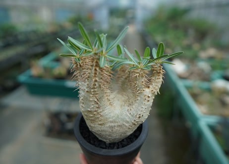 パキポディウム　デンシフローラム Pachypodium densiflorum   No.2