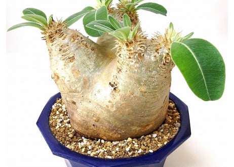 パキポディウム エブレネウム　Pachypodium eburneum  №6