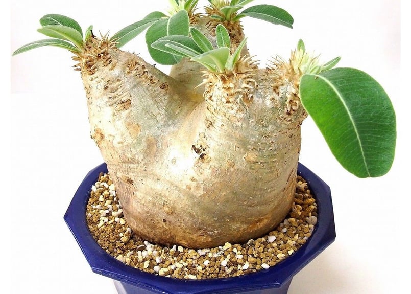 パキポディウム エブレネウム Pachypodium eburneum №6 | mana'