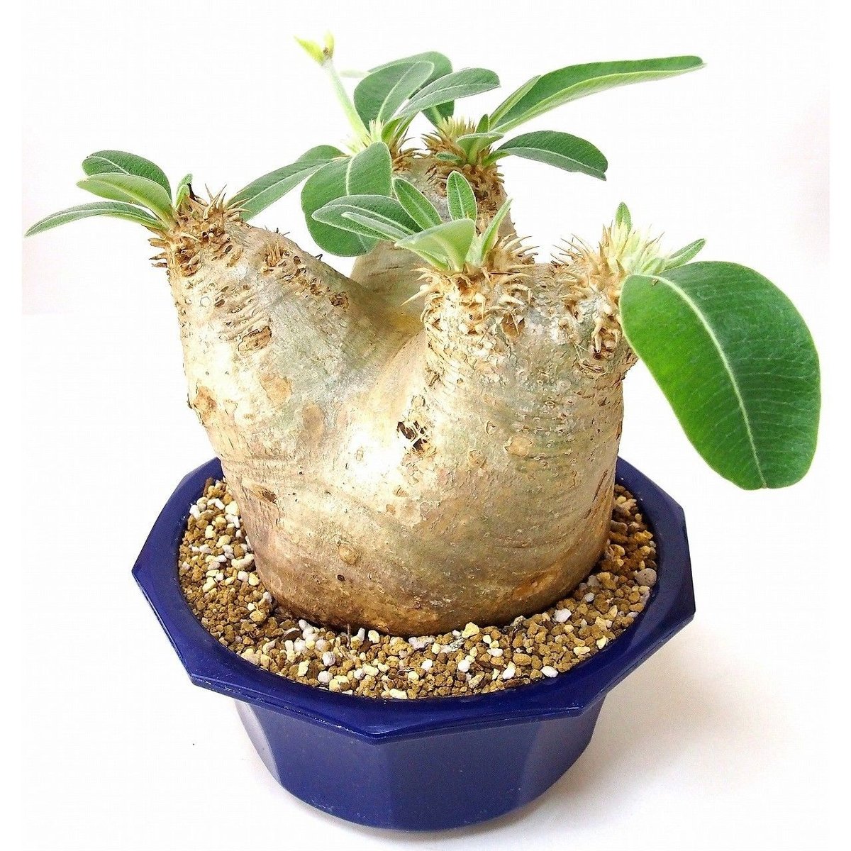 パキポディウム エブレネウム Pachypodium eburneum №6 | mana'
