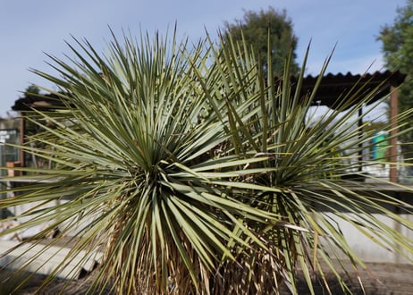 ユッカ　ロストラータ　ヒドラ　yucca rostrata　NO.2