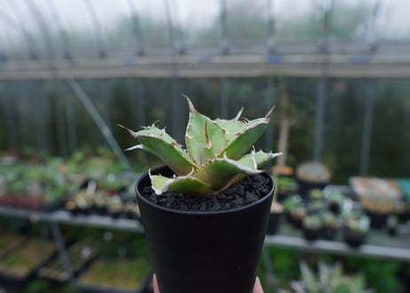 アガベ　チタノタ　獅子光　agave titanota Lion light 子株 No.4