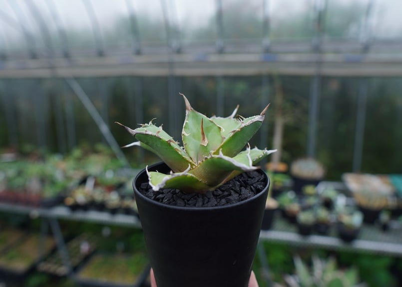 アガベ チタノタ 獅子光 agave titanota Lion light 子株 No.4