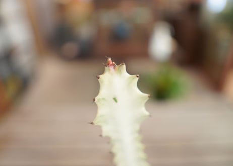 ユーフォルビア ホワイトゴースト Euphorbia lactea White Ghost