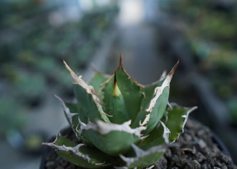 アガベ　チタノタ　FO-76　agave titanota  FO-76  No.2