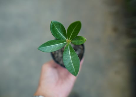アデニウム　Adenium