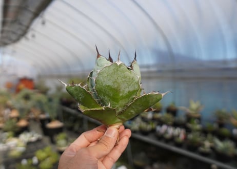 agave titanota ブラック＆ブルー　No.3