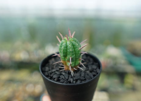 ユーフォルビア　フェロックス　Euphorbia ferox
