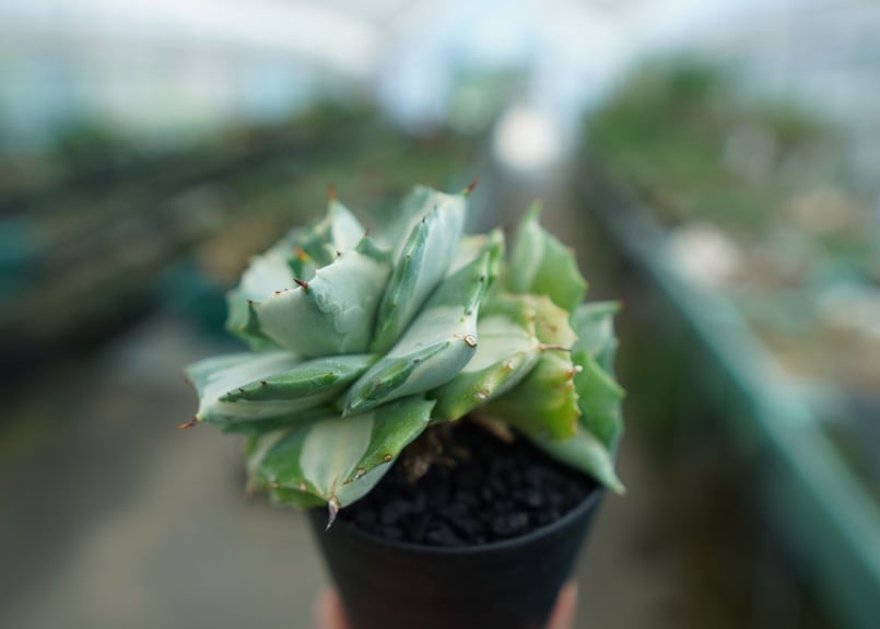 アガベ 王妃雷神錦 白中斑 Agave “Ohi Raijin Nishiki Shirona