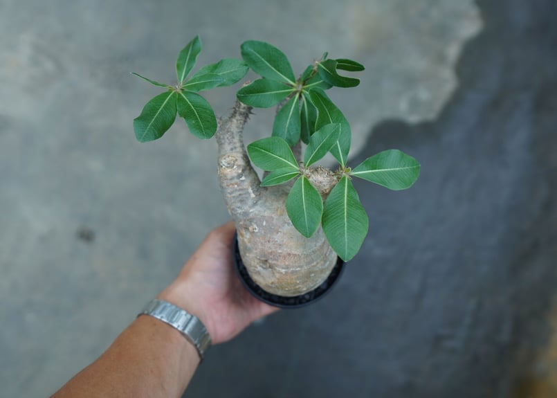 パキポディウム マカイエンセ Pachypodium makayense No.3 | man