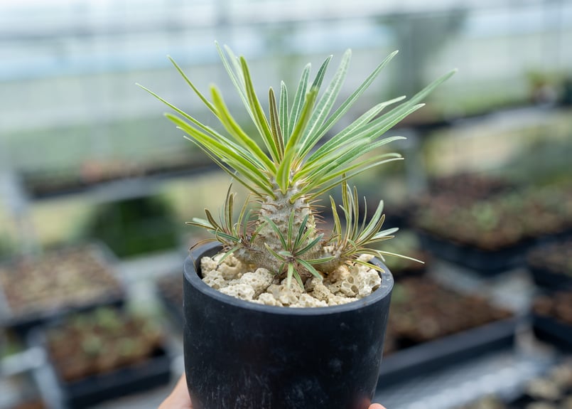 グラキリス実生　沖縄産　選抜　５年目 グラキリス実生 沖縄産 選抜 5年目 ①