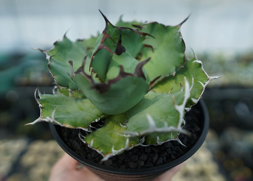 アガベ チタノタ 黒金剛 agave titanota 多肉植物 - 観葉植物