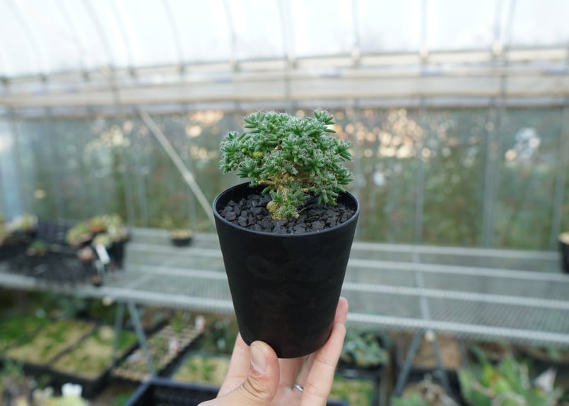 トリコディアデマ ステラツム Trichodiadema stellatum No.2 |