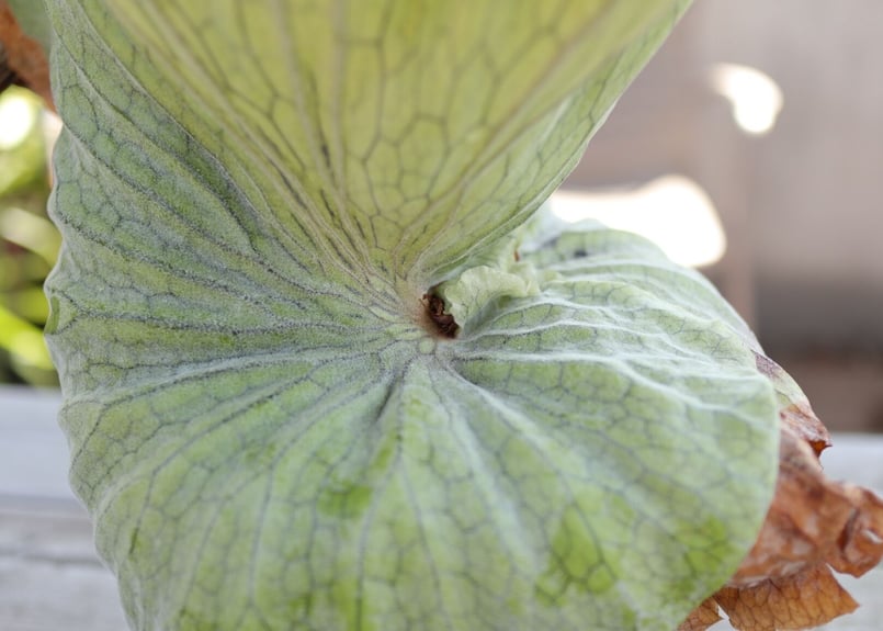 ビカクシダ グランデ《1》 | mana's farm:塊根植物・アガベ