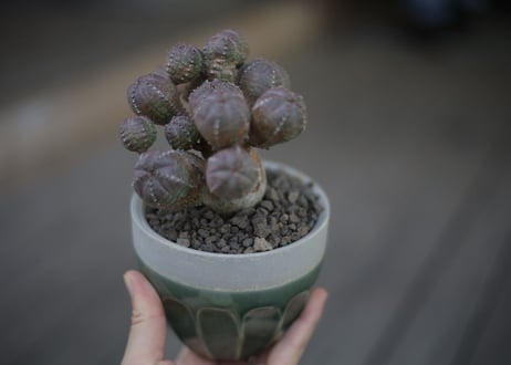 オベサブロウ Euphorbia Obesablow