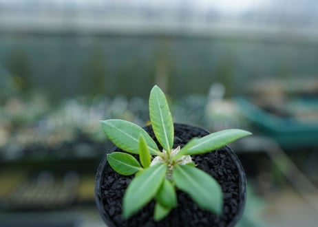 パキポディウム　恵比寿笑い　Pachypodium brevicaule　No.3