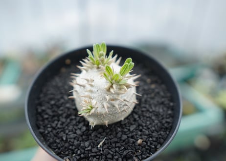 パキポディウム　恵比寿大黒　Pachypodium Densicaule　No.3