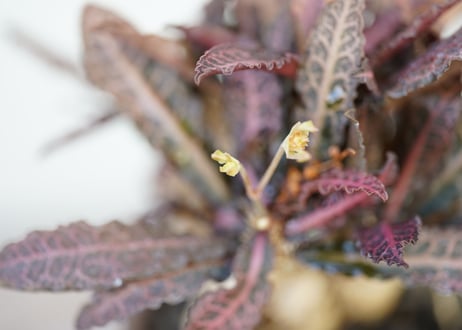 Euphorbia francoisii