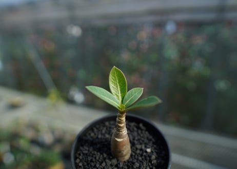 アデニウム　Adenium  No.2