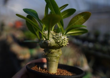 パキポディウムラメレイ台　恵比寿笑い接木　Pachypodium brevicaule