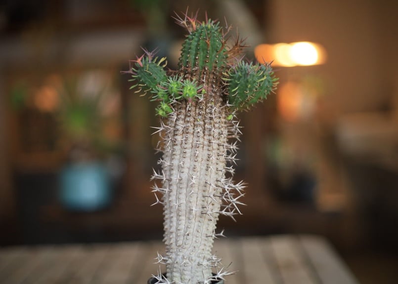 ็พคๆๅ Euphorbia stellispina | mana's green:ๅกๆ นๆค็ฉ่ฒฉๅฃฒ ็พคๆๅ Euphorbia stellispina | mana's green:ๅกๆ นๆค็ฉ่ฒฉๅฃฒ