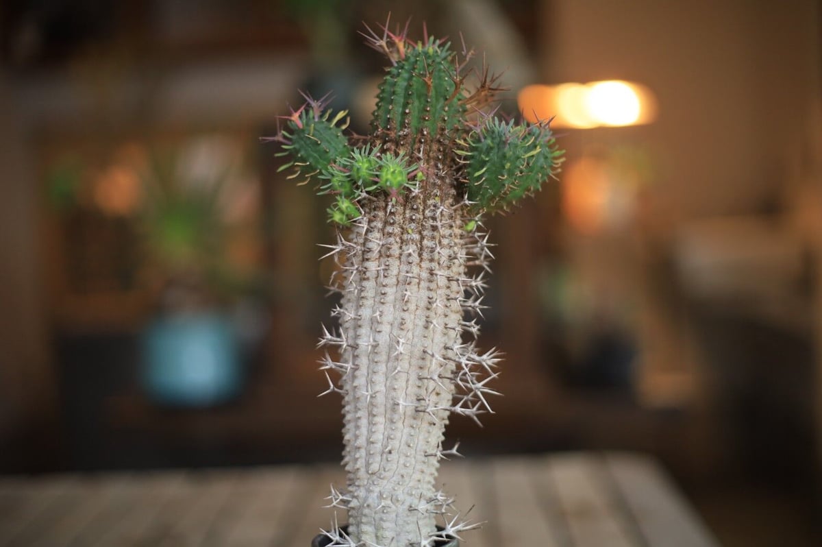 特大美株ユーフォルビア・群星冠標本】