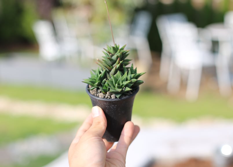 モンスト　蛙玉　ハオルチア　多肉植物251004 モンスト 蛙玉 ハオルチア 多肉植物251004 2025年最新