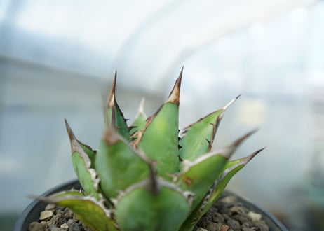アガベ　チタノタ　剣竜　Agave titanota Kenryu　No.1