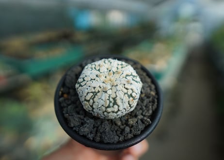 アストロフィツム　スーパー兜 Astrophytum asterias 'Super Kabuto'