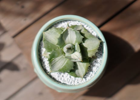 アガベ 王妃雷神錦 Agave potatorum 'Ouhi Raijin'