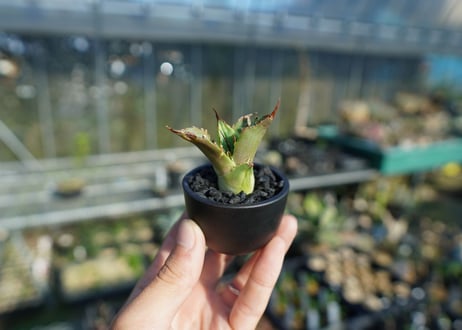 【抜き苗】アガベ　チタノタ　白鯨厳竜　Agave titanota White whale