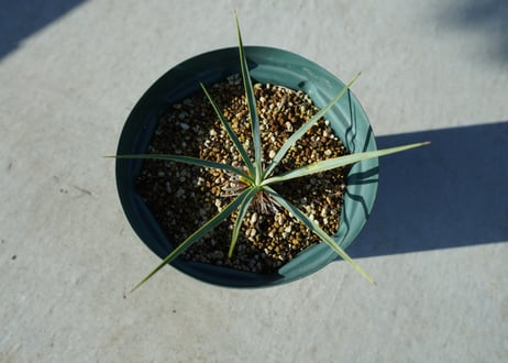ユッカ　ロストラータ　yucca rostrata No.1