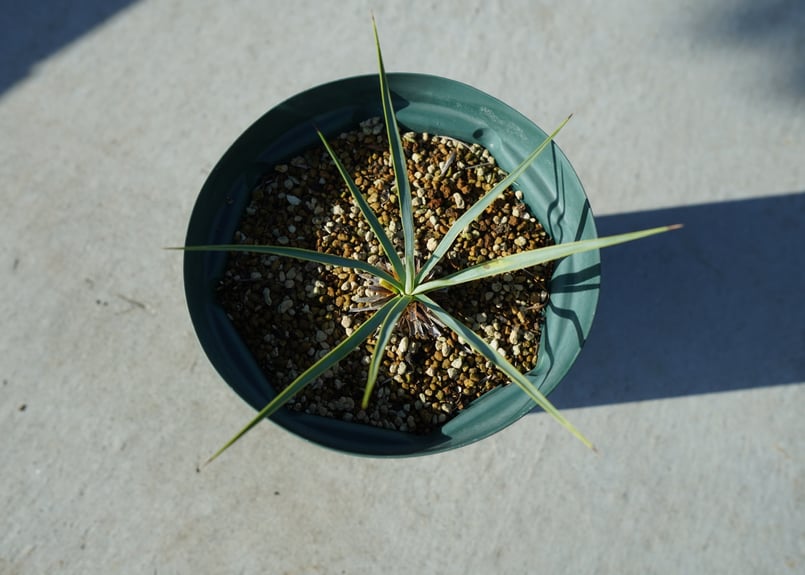 ユッカ ロストラータ yucca rostrata No.1 | mana's farm:塊根