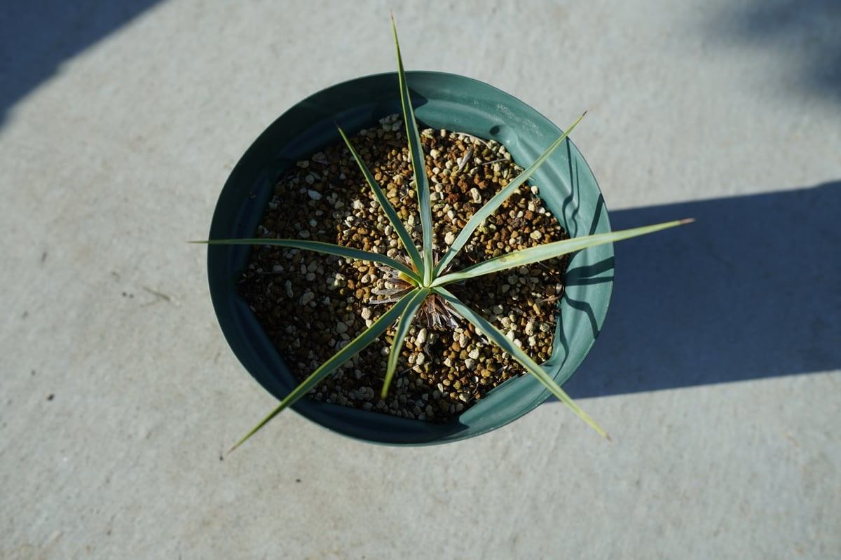 ユッカ ロストラータ yucca rostrata No.1 | mana's farm:塊根