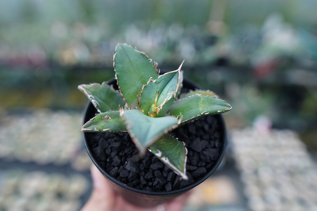 アガベ チタノタ code R agave titanota code R | mana's