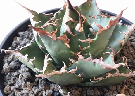 Agave titanota FO-76  compacta  select