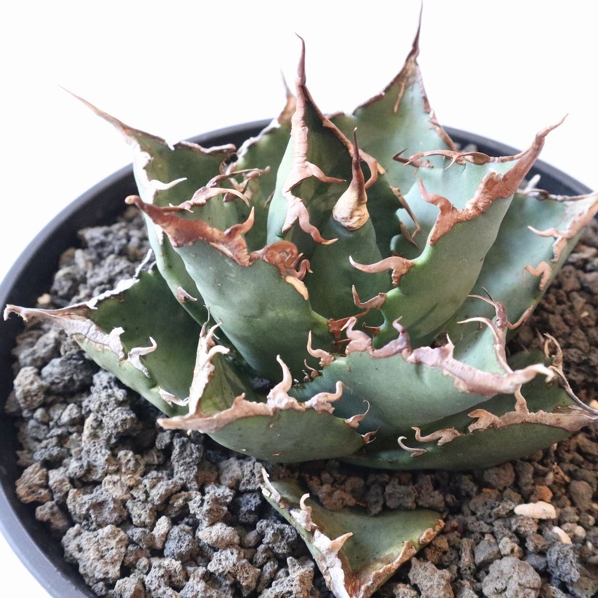 Agave titanota FO-76 compacta select | mana's
