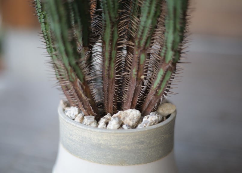 ユーフォルビア エノプラ Euphorbia enopla | mana's farm:塊根植