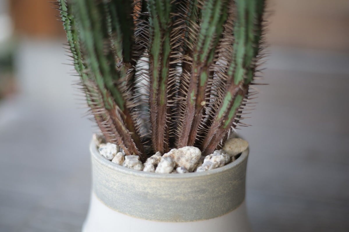 ユーフォルビア エノプラ Euphorbia enopla | mana's farm:塊根植